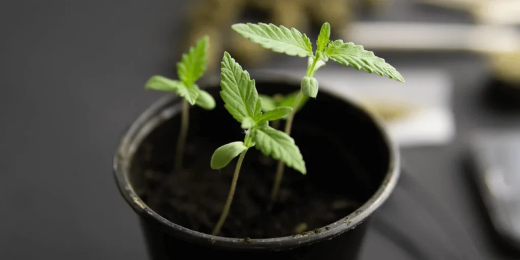 Rostliny, které navozují pocit cbd´en